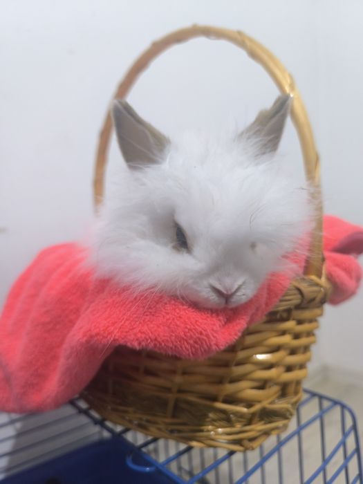 Кролики декоративные