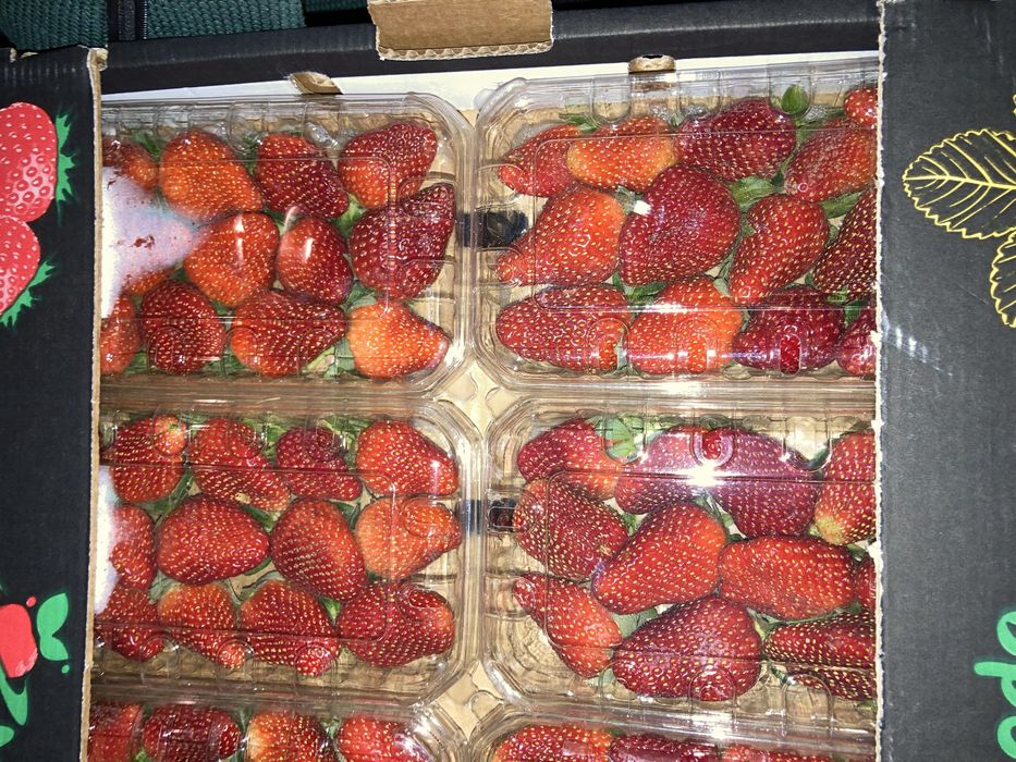 Клубника Египет Оптом