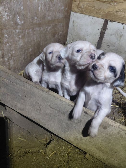 7 малки Английски Сетерчета си търсят нов дом