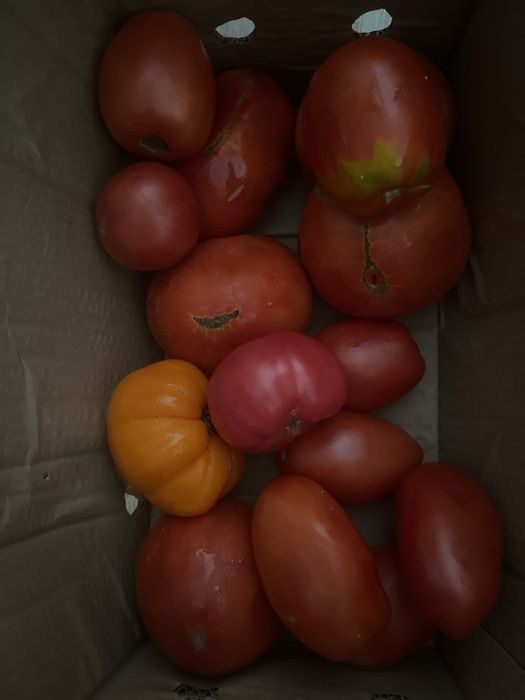 Продам домашние помидоры 800
