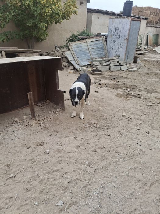 Алабай ұрғашы ит