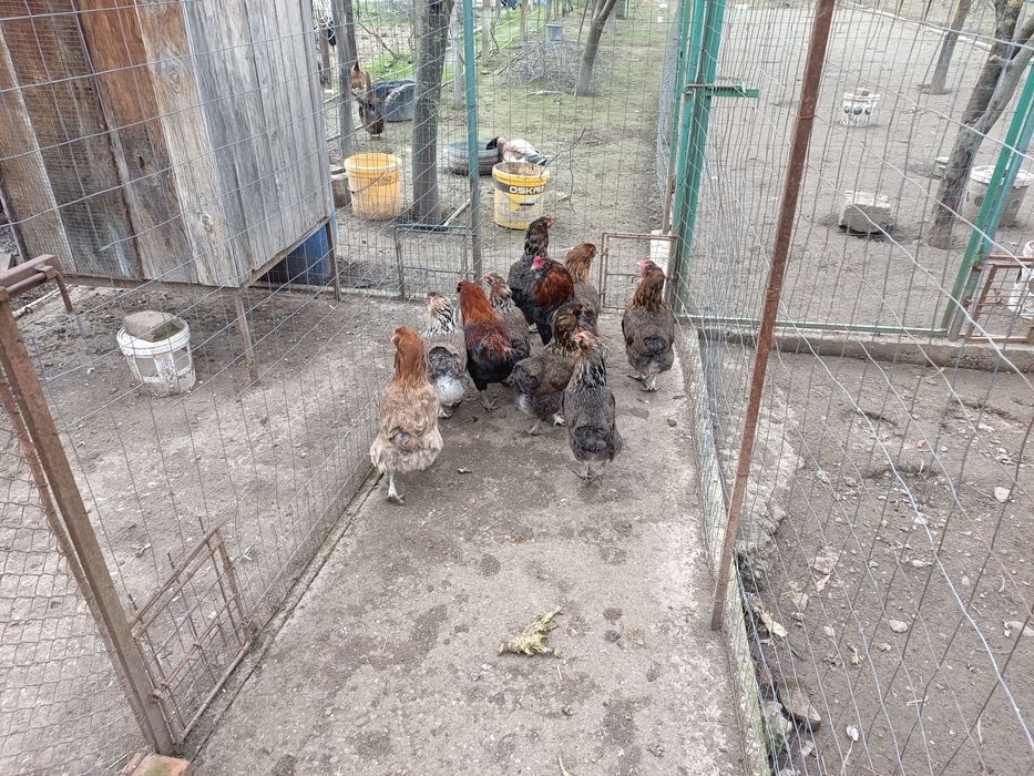 Găini araucana 2025