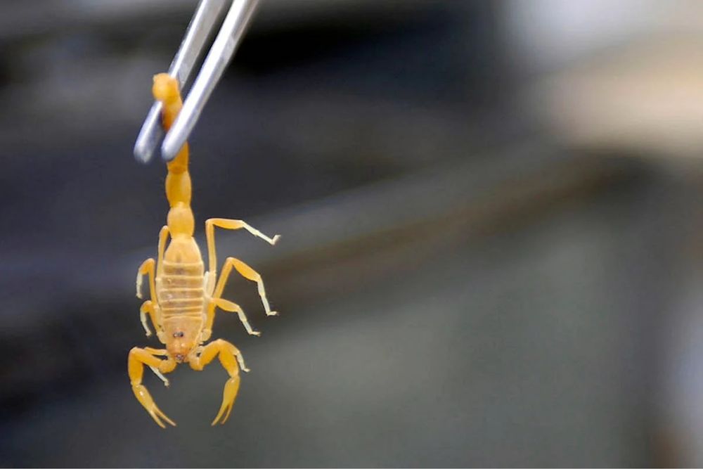 Качественная дезинфекция от скорпионов