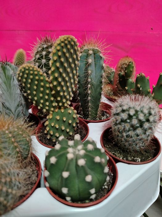 Кактусы новое поступление