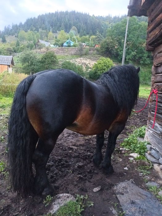 Armăsar pentru montă