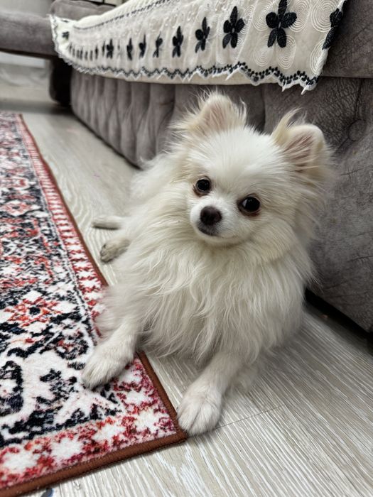 Померанский шпиц