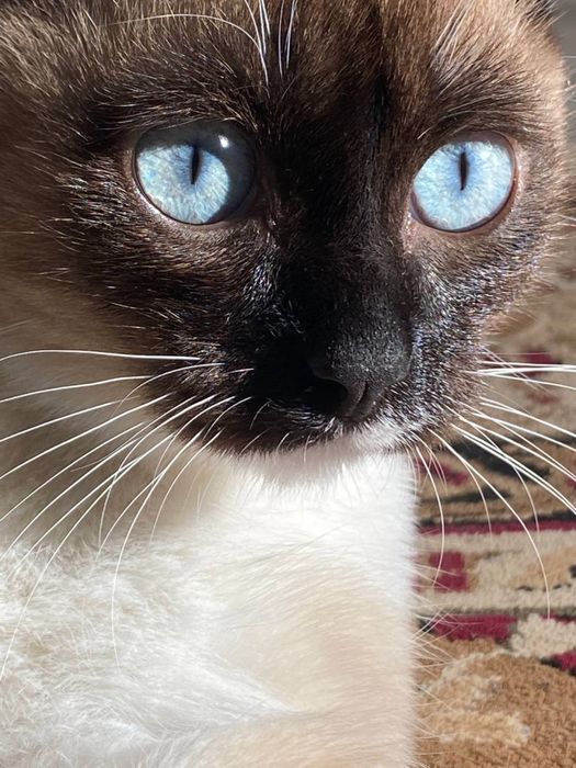 пропала кошка Ляля. Город Косшы.