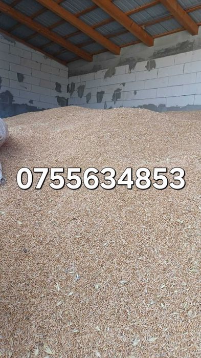 Vând grâu furajer (triticale) 0,95 ron/kg  - productie 2026