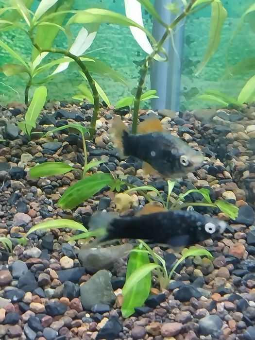 Обменяю рыбок аквариумных