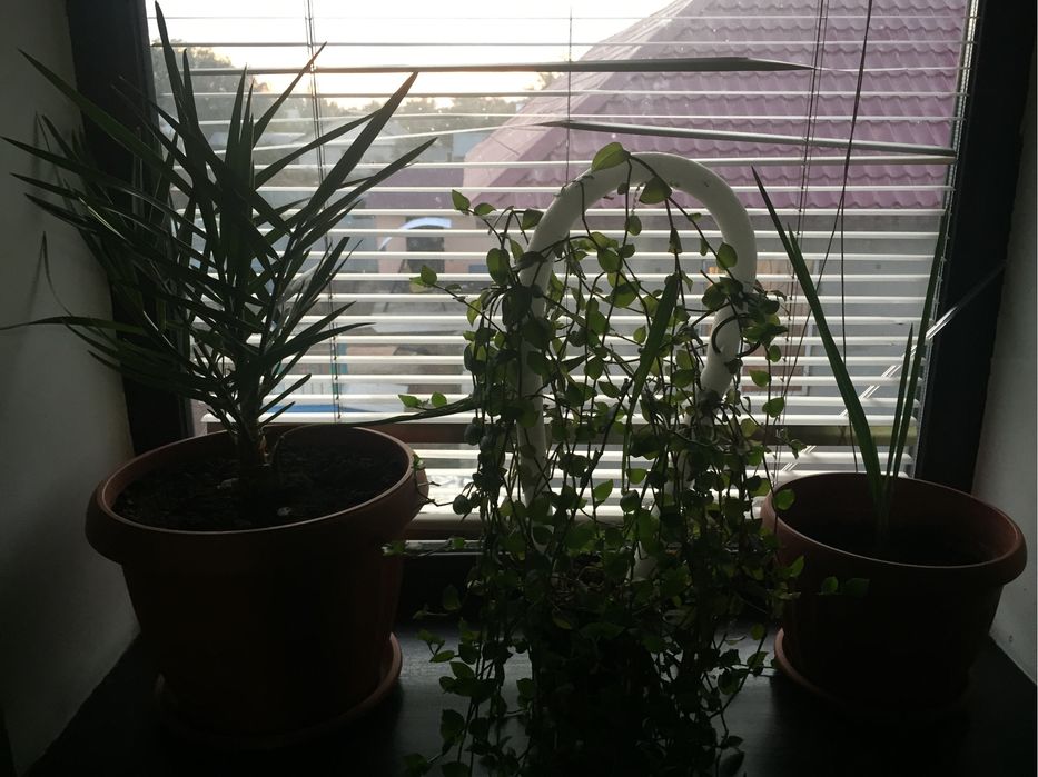 продам цветы комнатные