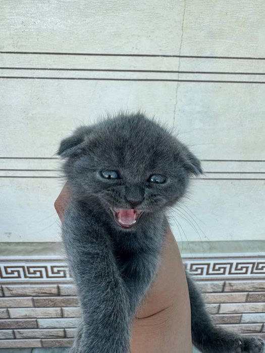 Скоттиш фолд, 2 ойлик угил