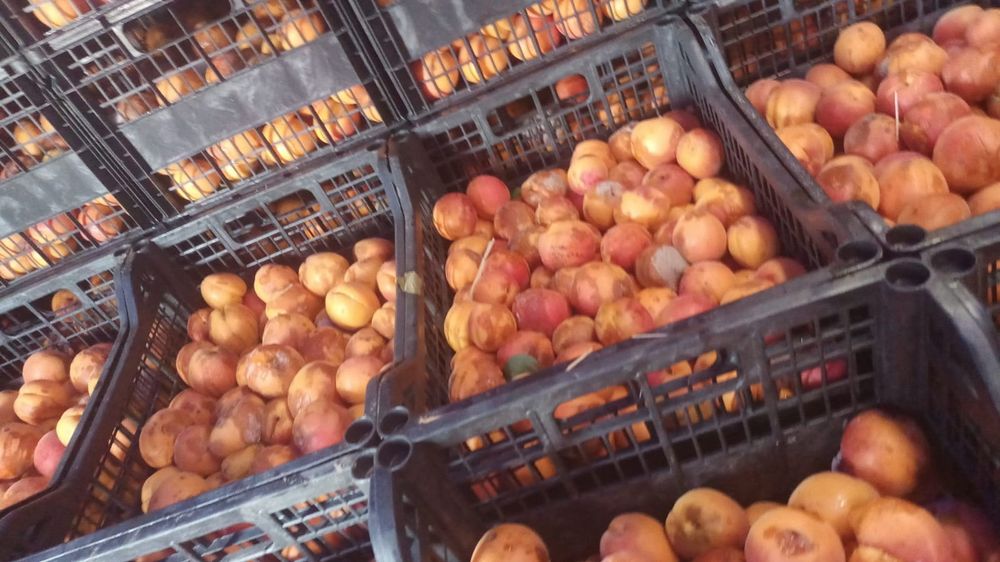 Vând caise pentru țuică distribuim în toată țara