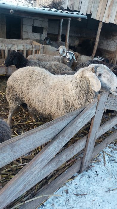 Berbec karacul de vânzare sau schimb pe 2  oi karacule !!