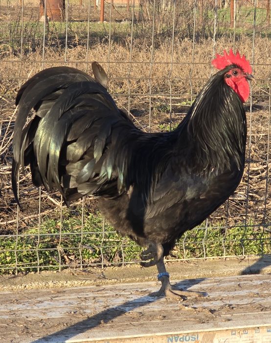 Ouă  si pui australorp negru calitate premium rasă pură
