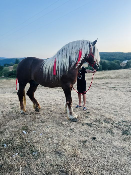 Vand armasar de 4 ani