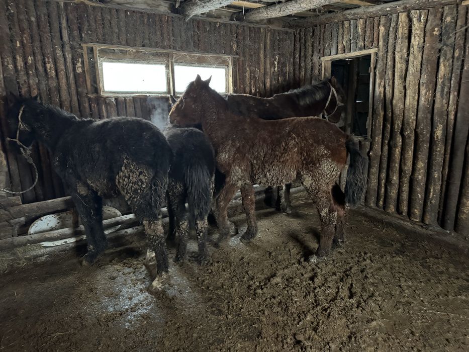 Жеребята/Жабагы с откорма