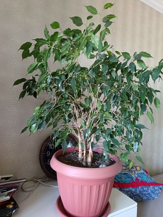 Фикус бенджамина