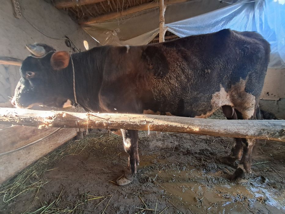 Buqa sotiladi manzil shofirkon