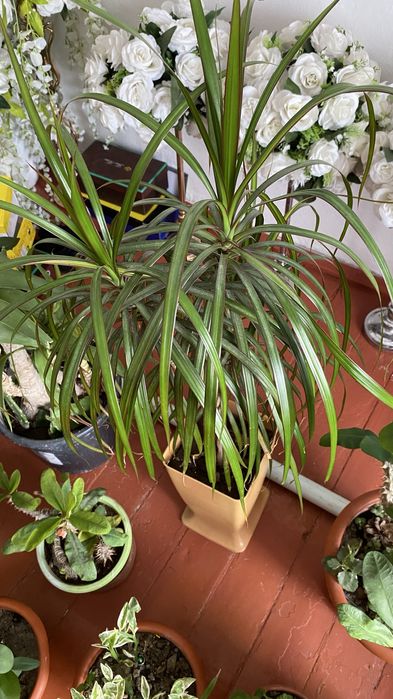 Комнатные цветы