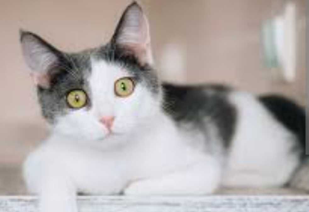 Котята 4 месяца девочки