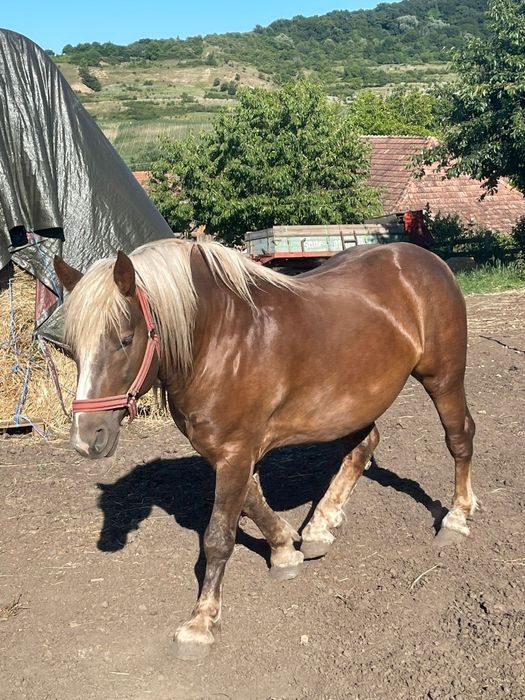 Cai de vanzare varsta 2 ani