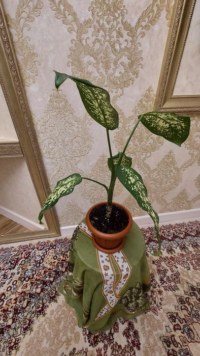 Диффенбахия,Продаю.