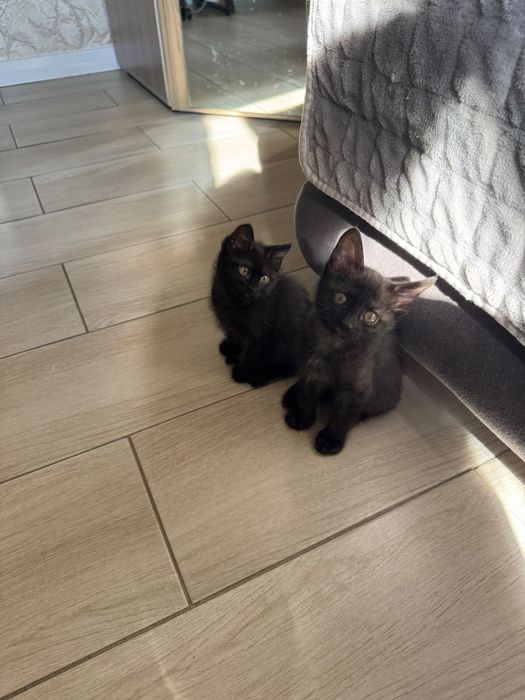 Отдам котят в добрые руки!