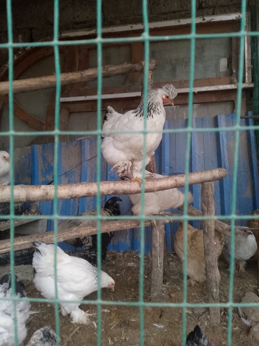 Brama jo'ja srochno sotiladi 7 oylik.