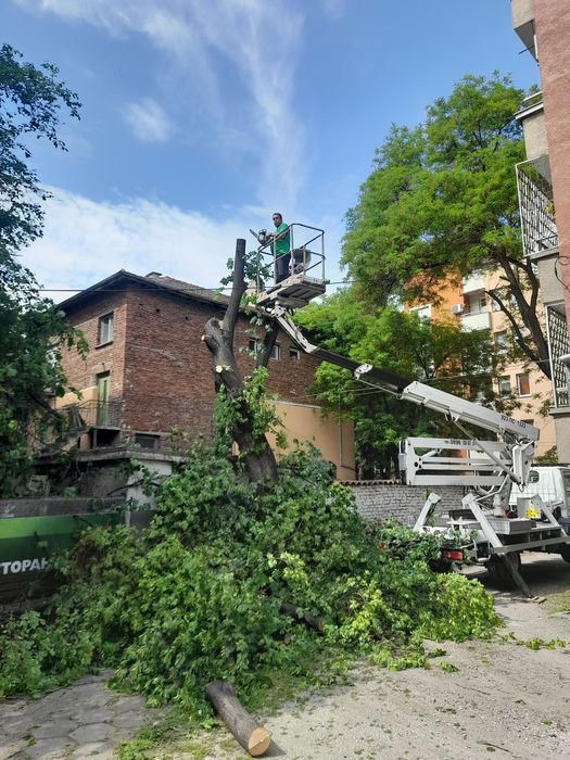 Рязане и кастрене на опасни дървета