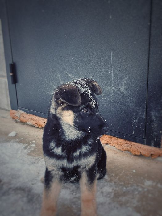 Овчарка девочка 3.5 месяц