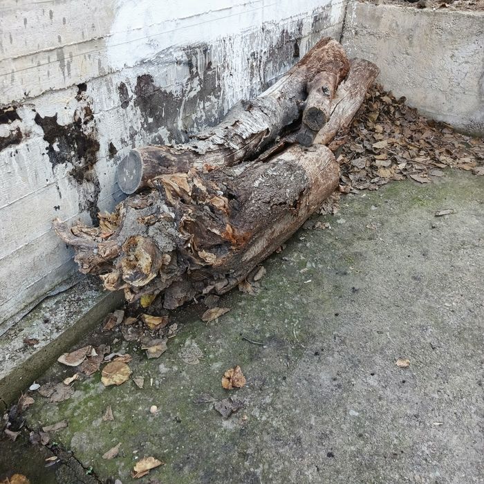 Черешня на дрова