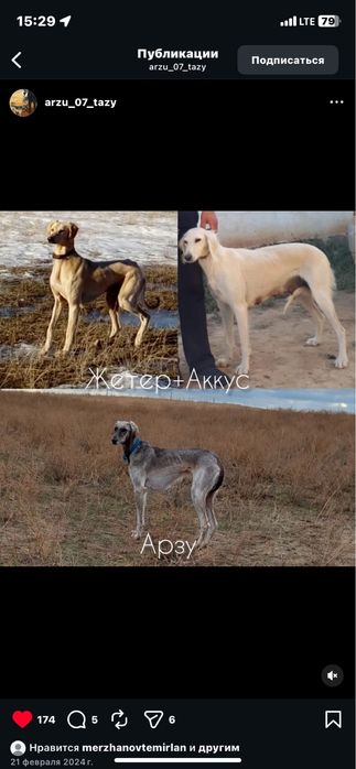 Казакски тазы собока