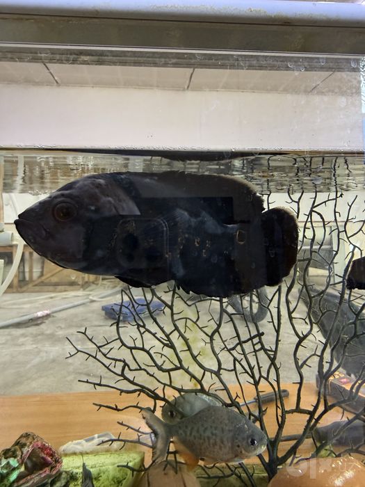 Astronotus 2 ta 15-16 sm