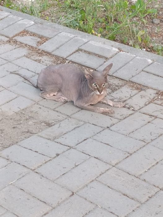 Пропал котик, ищем