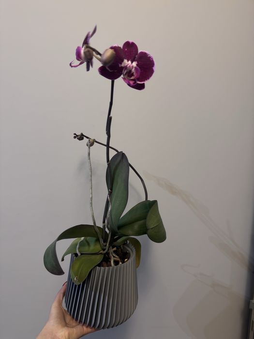 Кашпа / саксия за орхидея