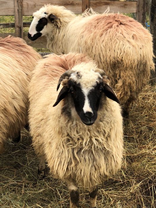 Vand mieluta brează