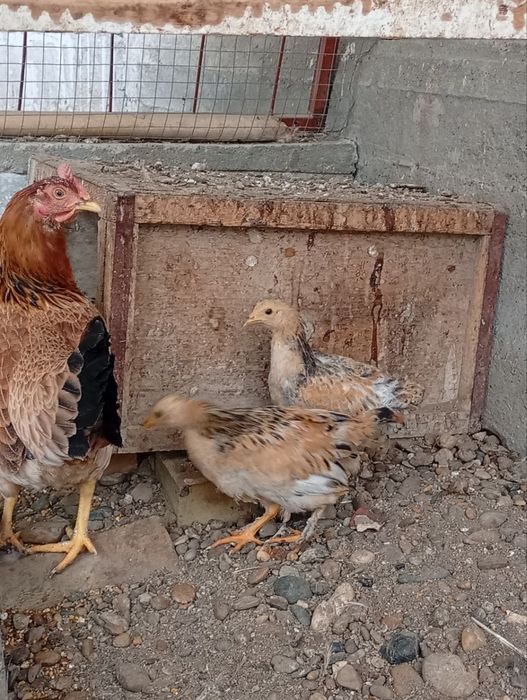 Parrandalar sotiladi