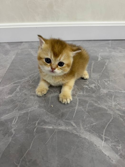 Продаются котята  британские шиншилллы