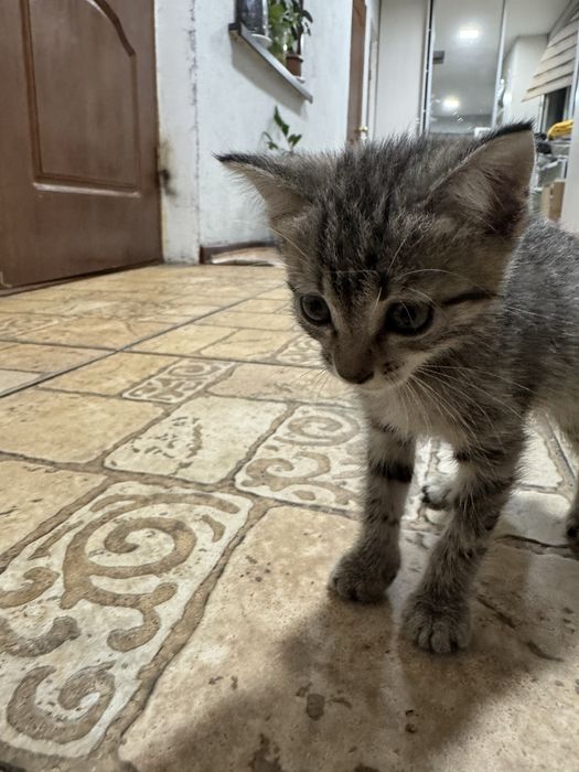 отдам котенка в хорошие руки