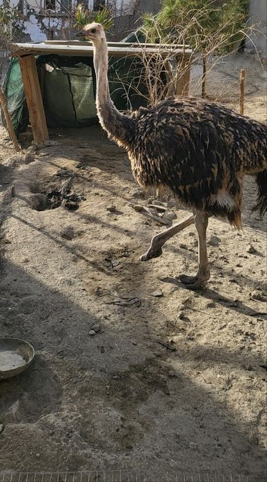 Страус (туя куш)