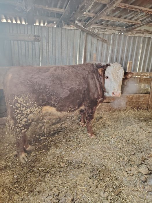 Продам быка на племя.