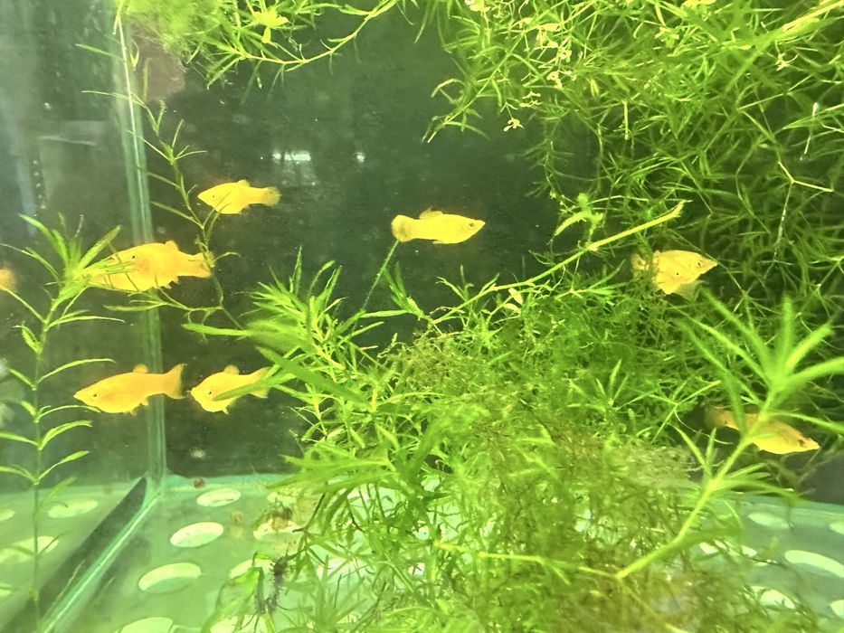 Продам рыбок красивых