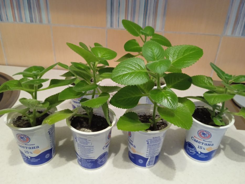 Цветы комнатные по 500 тенге