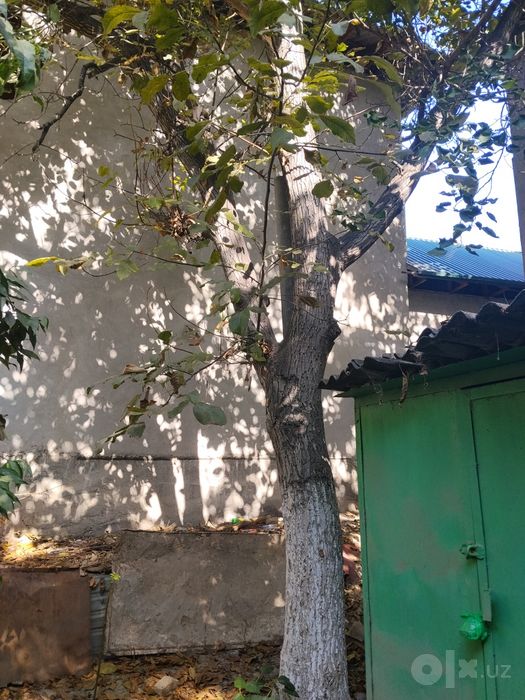 Дерево орех грецкий