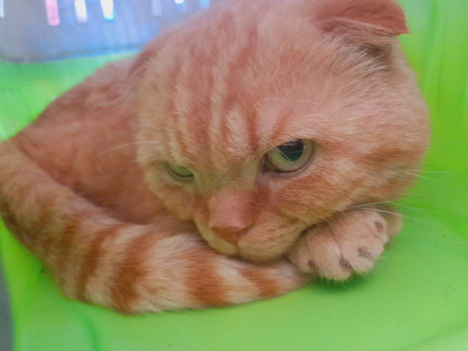 кот шотландский вислоухий