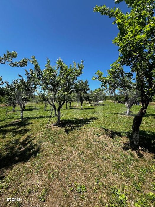 Livada in Arcalia, langa padure - 4.000 mp