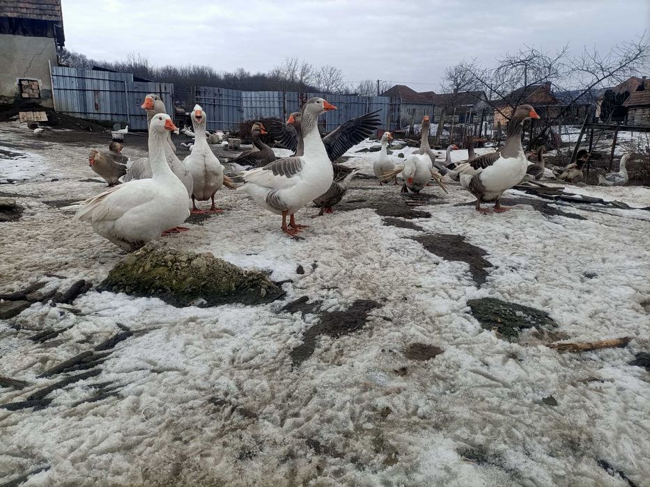 Oua de gasca si rata pentru incubat