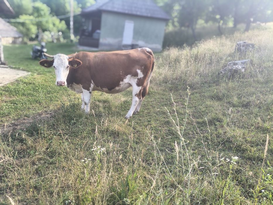 Vaca gestantă de vînzare