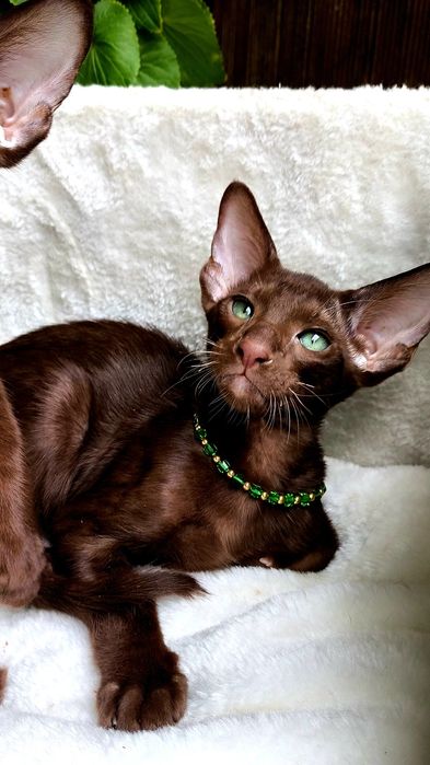 ORIENTAL kittens - ШОКОЛАД,  Коричневые