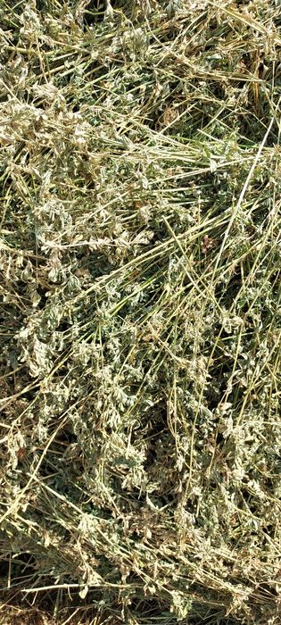 Baloți de lucernă, fân dreptunghiular,rotund!